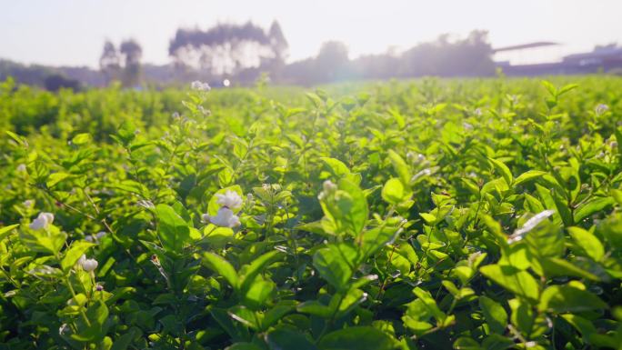 茉莉花茶叶茶园新茶春茶嫩芽特写