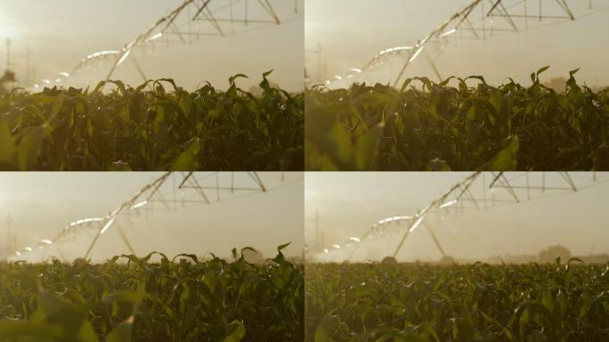 农业喷灌机在旱季浇灌玉米地