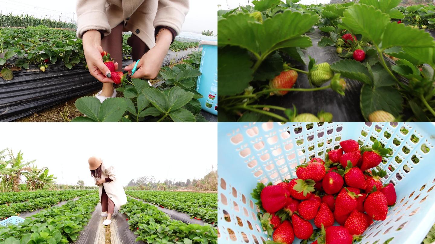 农家乐草莓自助采摘素材