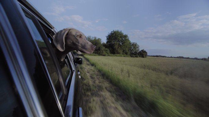 狗狗在旅行。探出车窗享受风