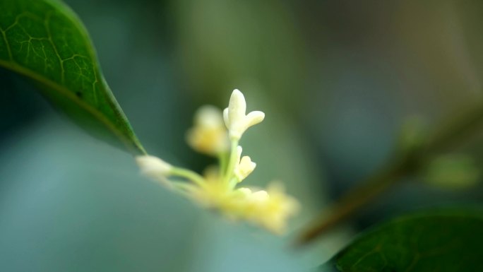 精致桂花实拍