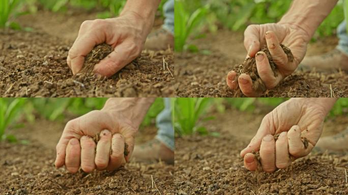 手抓菜园土壤检查质量