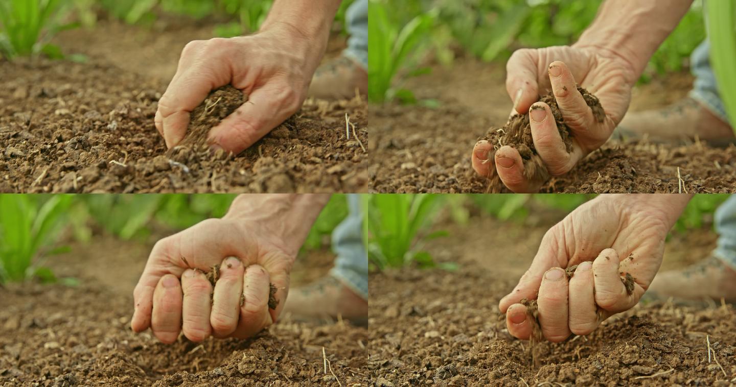 手抓菜园土壤检查质量