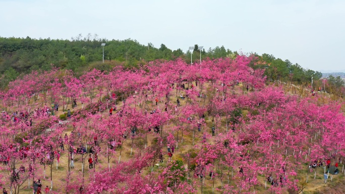 曲靖市马龙区沈家山樱花谷