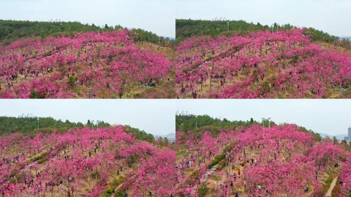 曲靖市马龙区沈家山樱花谷