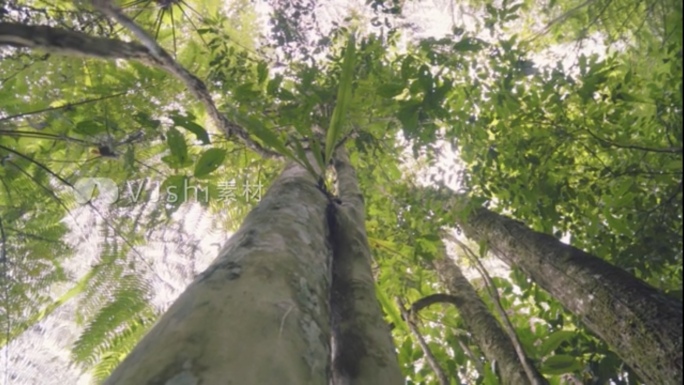 【原创】热带雨林千年古茶树