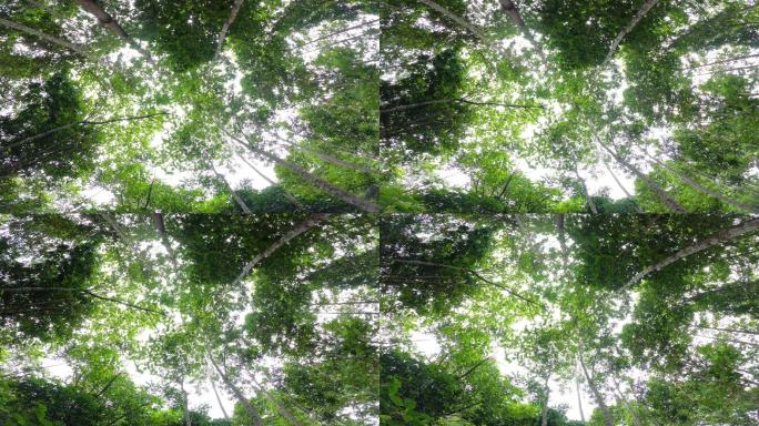 蓝天下的落叶树仰视仰拍树林树枝旋转镜头