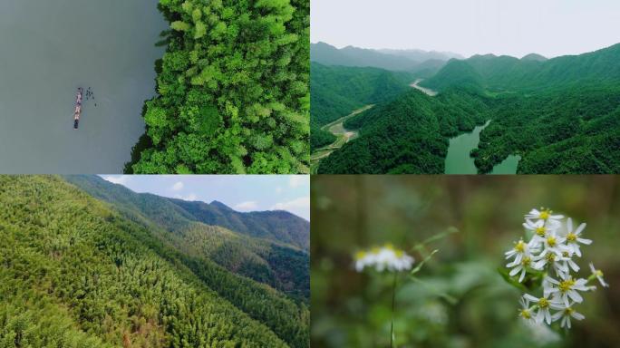 福建光泽自然风光竹林航拍