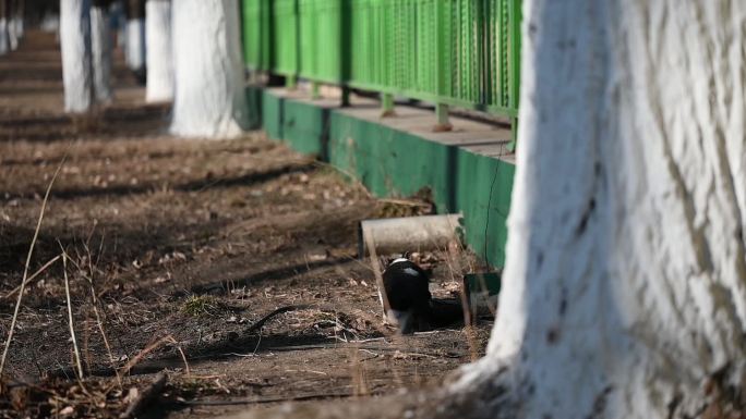 流浪猫 猫咪 野猫 流浪动物