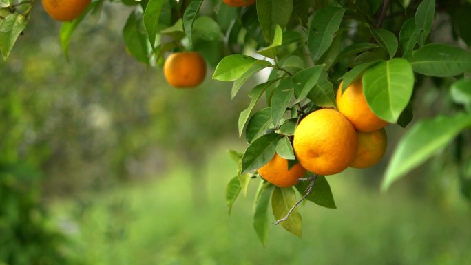 桔树自然橘子树