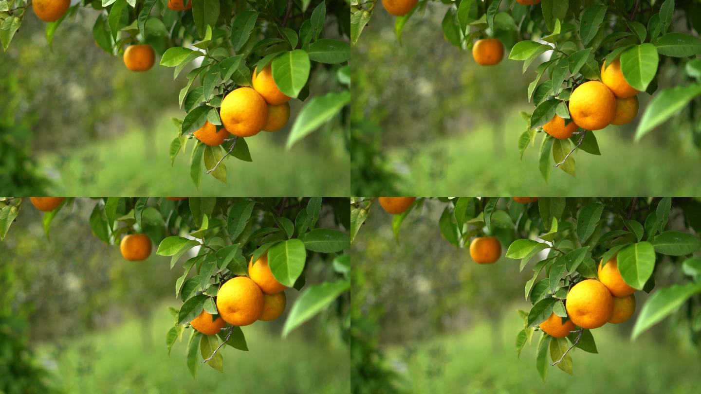 桔树自然橘子树