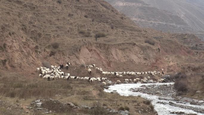 羊群 放养 高原 寒冷 冬天 荒凉