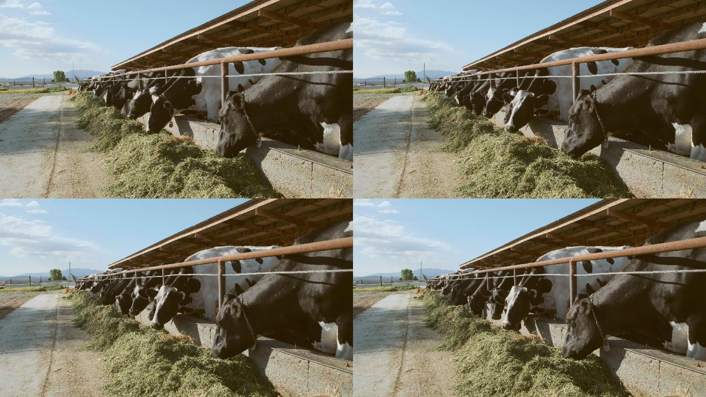 吃草的奶牛畜牧业养牛场养殖场