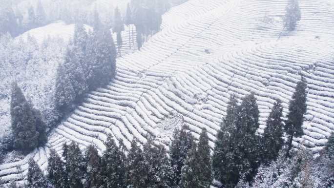 老川茶基地大坪山茶园雪景风光