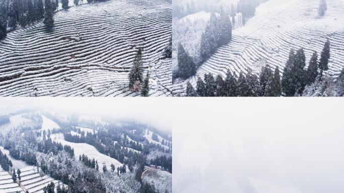 老川茶基地大坪山茶园雪景风光