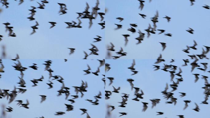 蝙蝠群在天空中飞翔。
