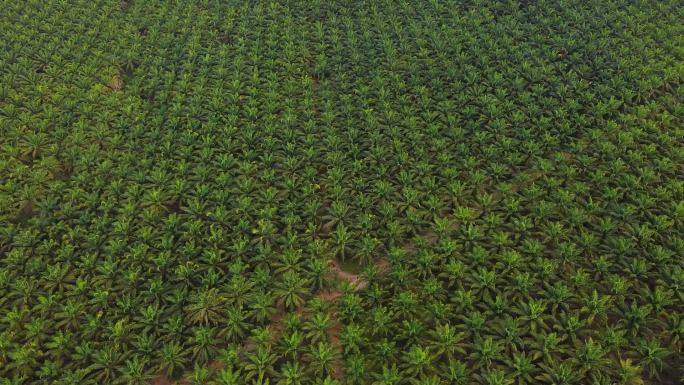 棕榈油种植园现代农业绿色生态农民三农水稻