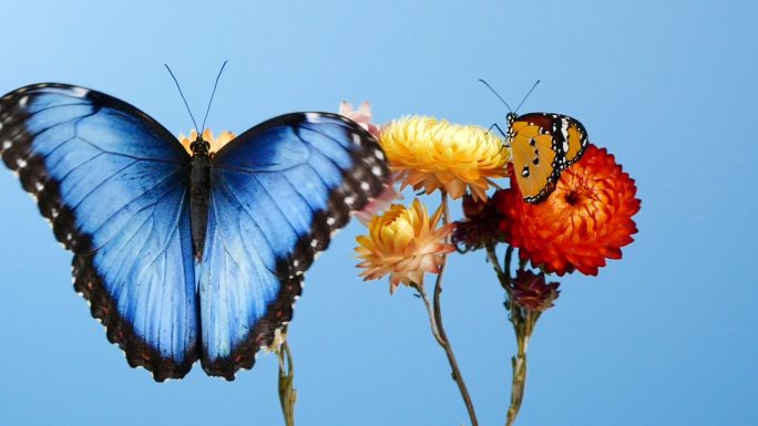 花上的蓝斑蝶和黄虎蝶