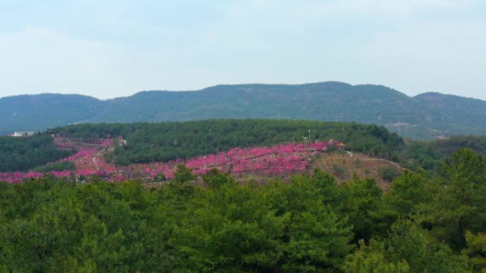 曲靖市马龙区沈家山樱花谷