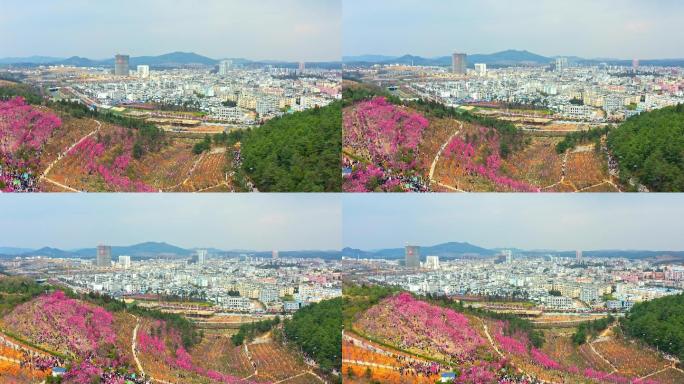 曲靖市马龙区沈家山樱花谷