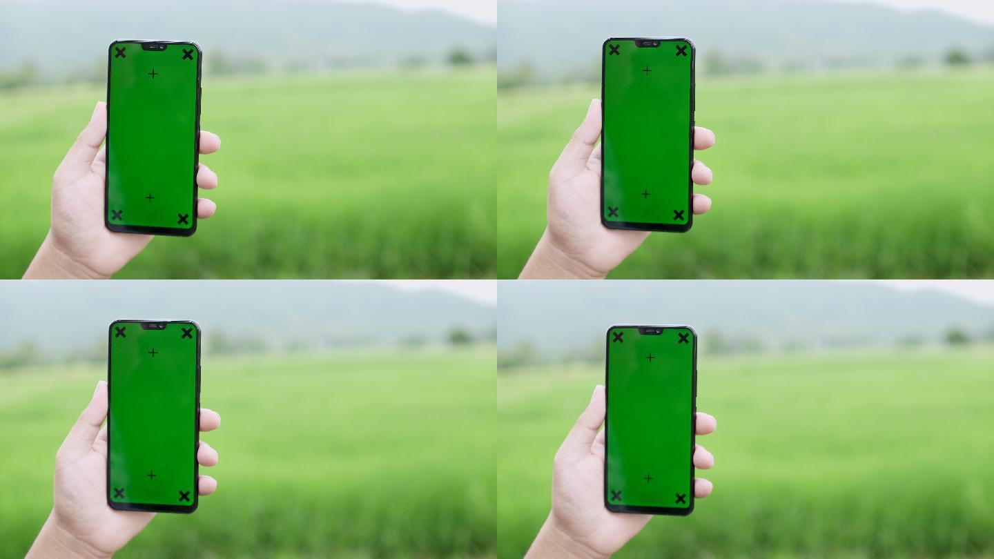 在稻田中使用绿色屏幕的智能手机可抠像