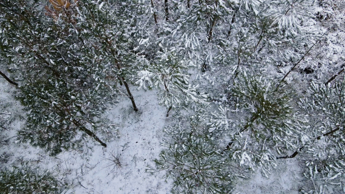 意境航拍森林雪景俯视森林暴风雪大雪纷飞
