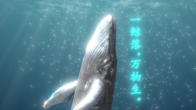 4K 鲸鱼 鲸落 生命 死亡 陨落