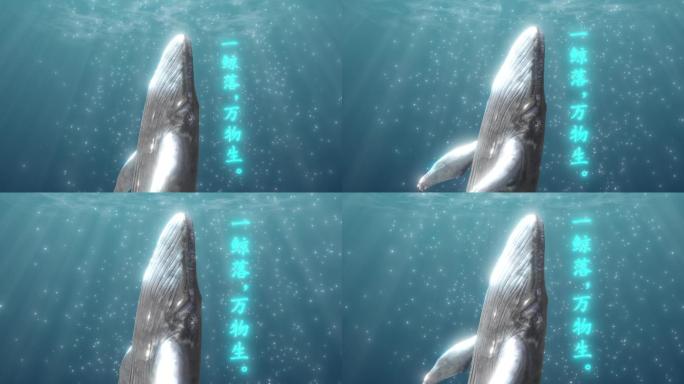 4K 鲸鱼 鲸落 生命 死亡 陨落