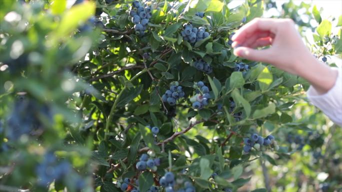 蓝莓农场工人女性园艺有机