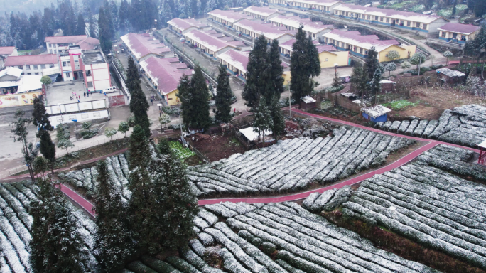 老川茶基地大坪山聚居点茶园雪景风光