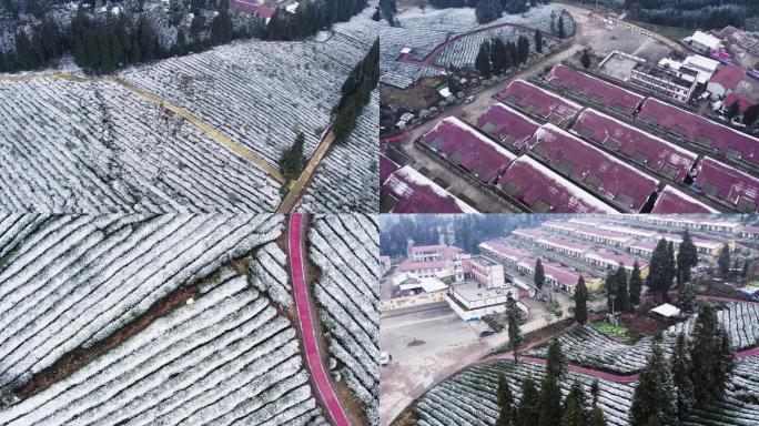 老川茶基地大坪山聚居点茶园雪景风光