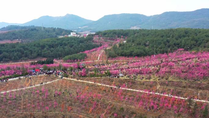 曲靖市马龙区沈家山樱花谷