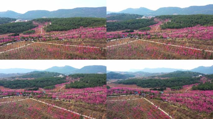 曲靖市马龙区沈家山樱花谷