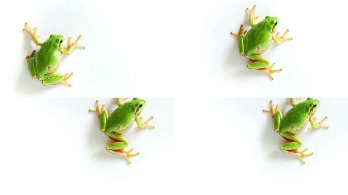 树蛙在白色背景下爬行和跳跃