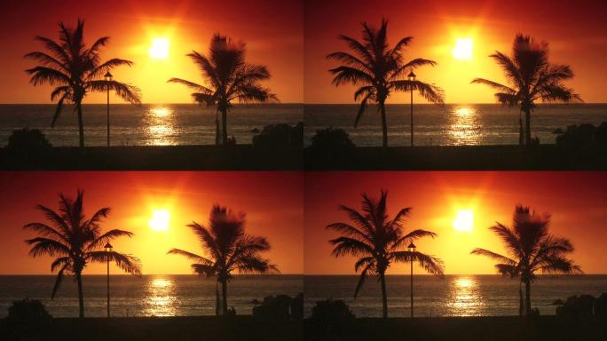 日落时的棕榈树夕阳剪影椰子树