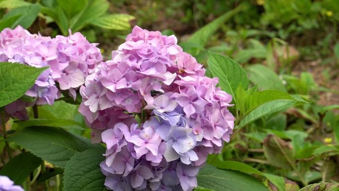 绣球花、鲜花盛开、花朵特写 05