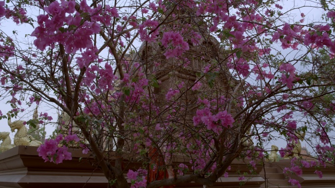 柬埔寨农村寺庙里的花