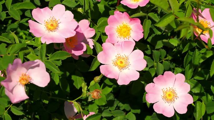 野玫瑰粉团蔷薇粉红花朵唯美浪漫