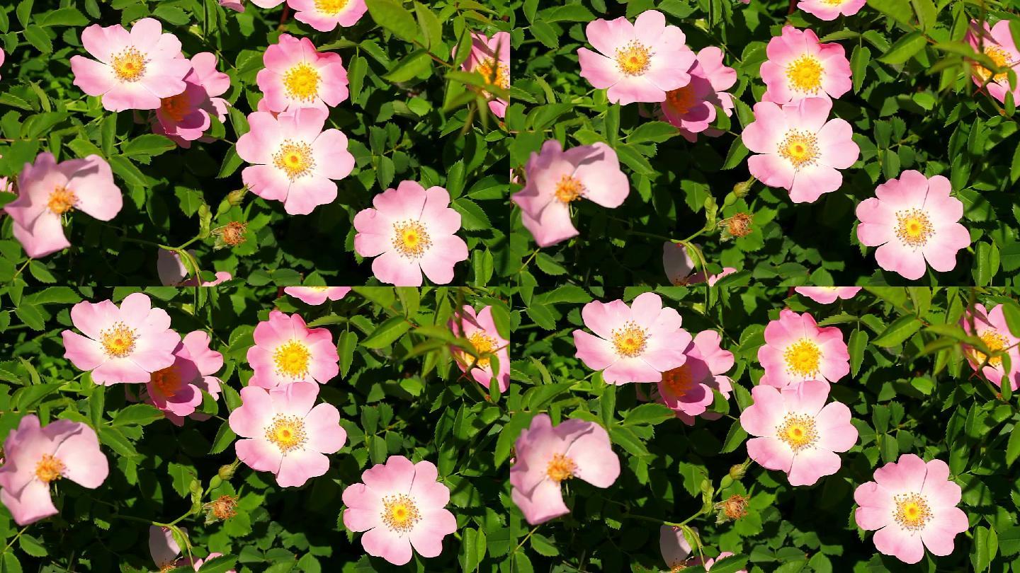 野玫瑰粉团蔷薇粉红花朵唯美浪漫