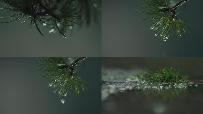 雨水树叶松树雨滴露水绿色