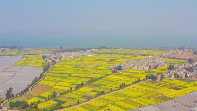 昆明市晋宁区沙堤村油菜花海