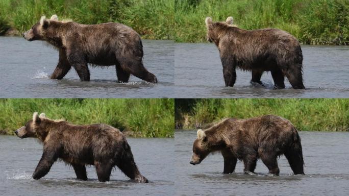 熊狗熊野兽俄国大熊黑熊灰熊