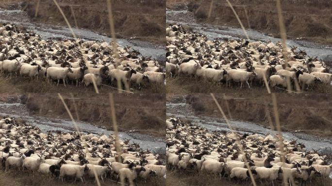 羊群 放养 高原 寒冷 冬天 荒凉