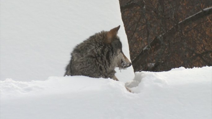 屋顶上的狼森林木屋大雪天灰狼觅食