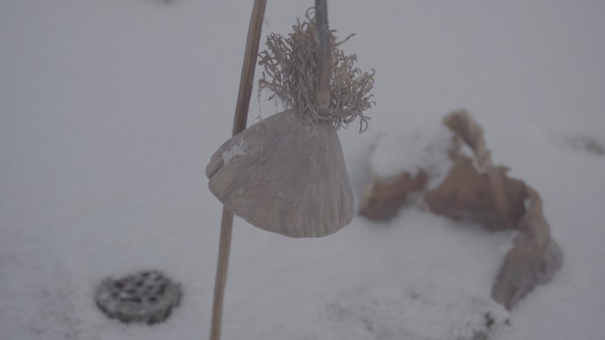 残荷 荷花 冬季 雪天 灰片 slog3