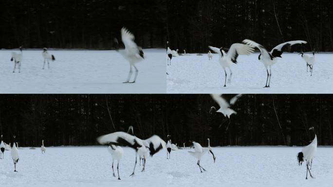 在雪中跳舞的鹤纪录片旅游宣传片广告视频素