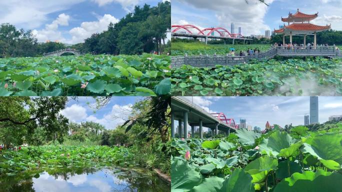 深圳罗湖洪湖公园荷花 石拱桥 凉亭