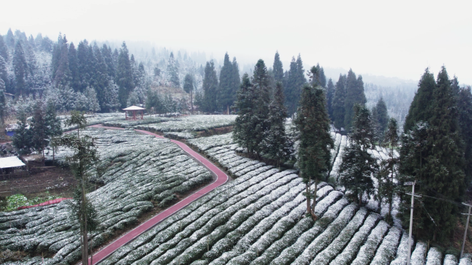 老川茶基地大坪山聚居点茶园雪景风光