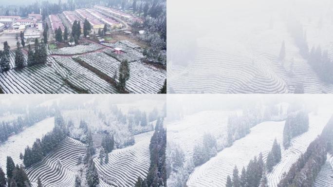 老川茶基地大坪山聚居点茶园雪景风光