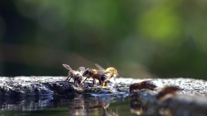 蜜蜂喝水-慢动作饮水动物生态